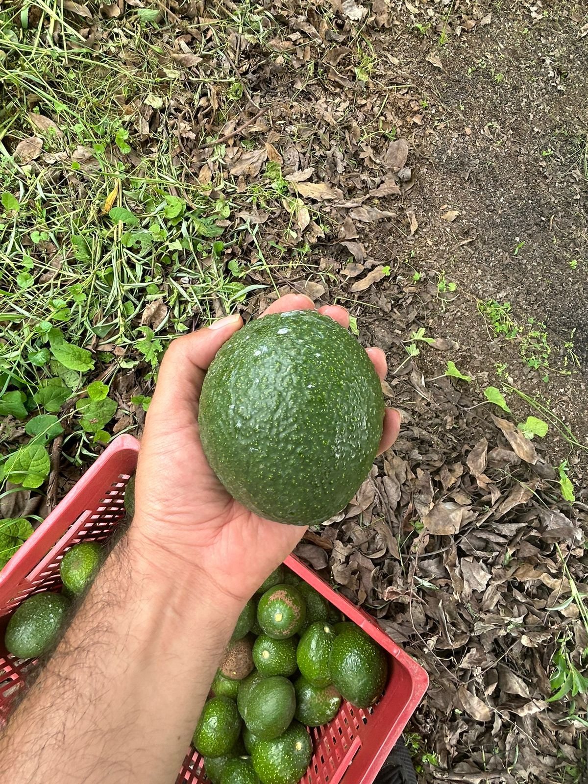 Aguacate Hass recién cosechado en campo, seleccionado a mano