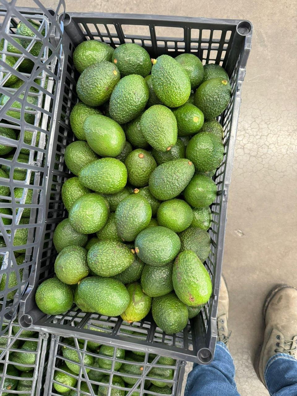 Aguacate Hass clasificado en canastilla, listo para distribución