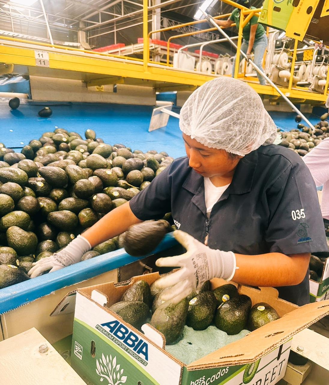 Personal de planta empacando aguacate Hass para exportación, marca ABBIA